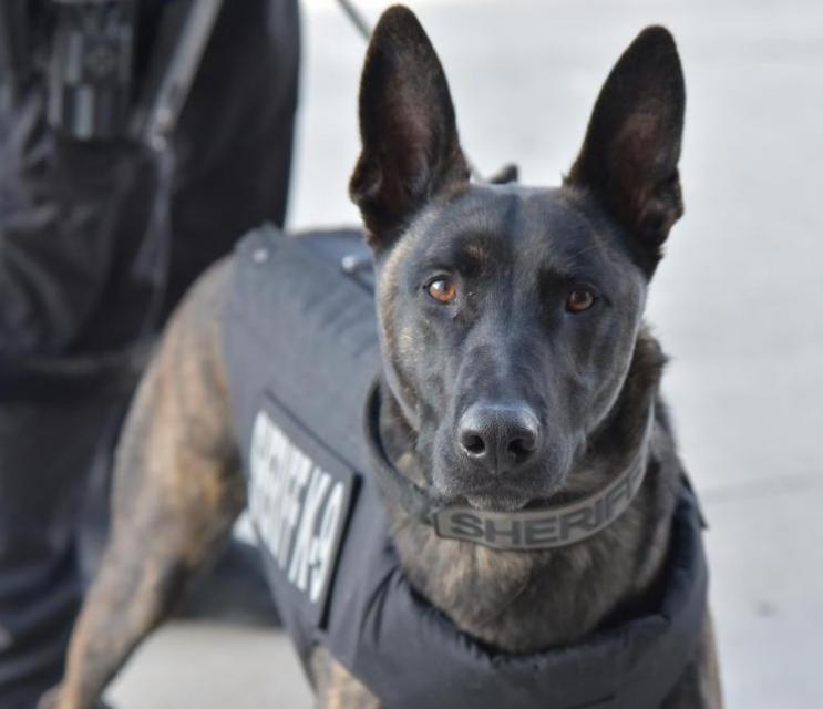 Black dog with Sheriff's office vest